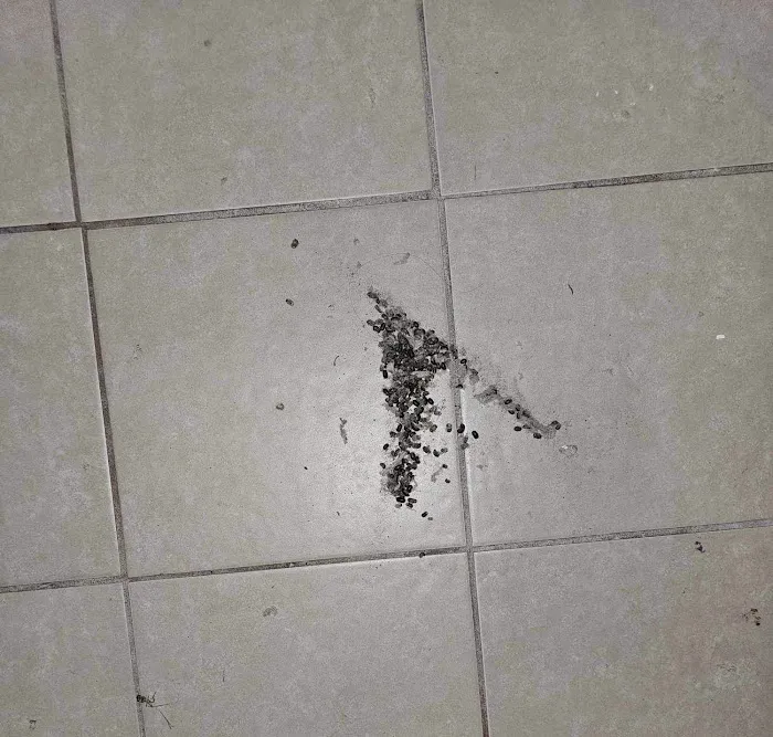 Budget Pest Control Inc. Picture 7
