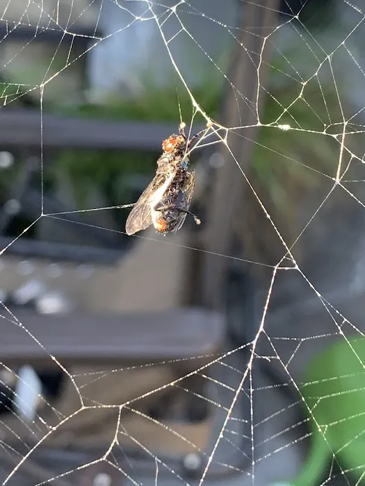 Budget Pest Control Inc. Picture 10
