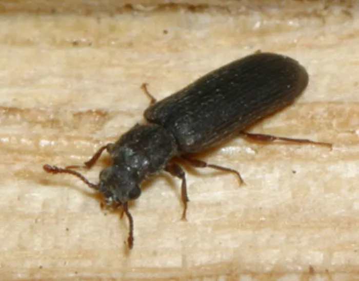 T.N.T Exterminators Picture 1