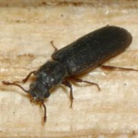 T.N.T Exterminators ico