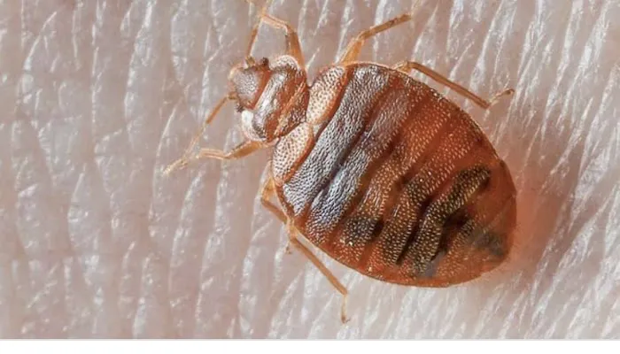 T.N.T Exterminators Picture 10