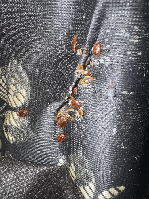 Main Event Pest Solutions Picture 7