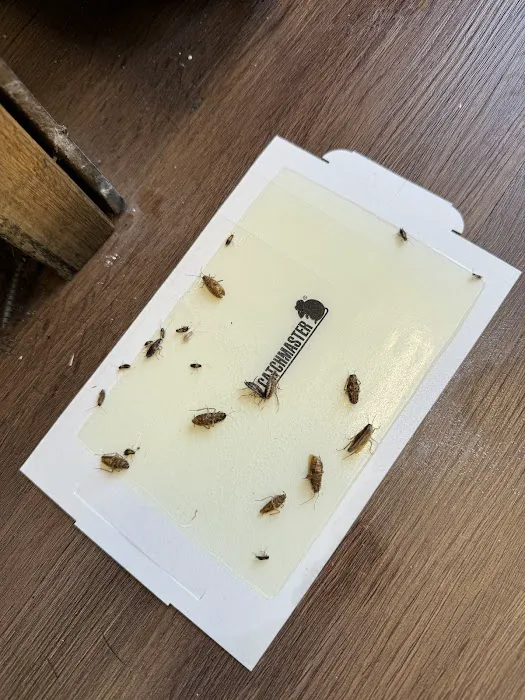 Main Event Pest Solutions Picture 4