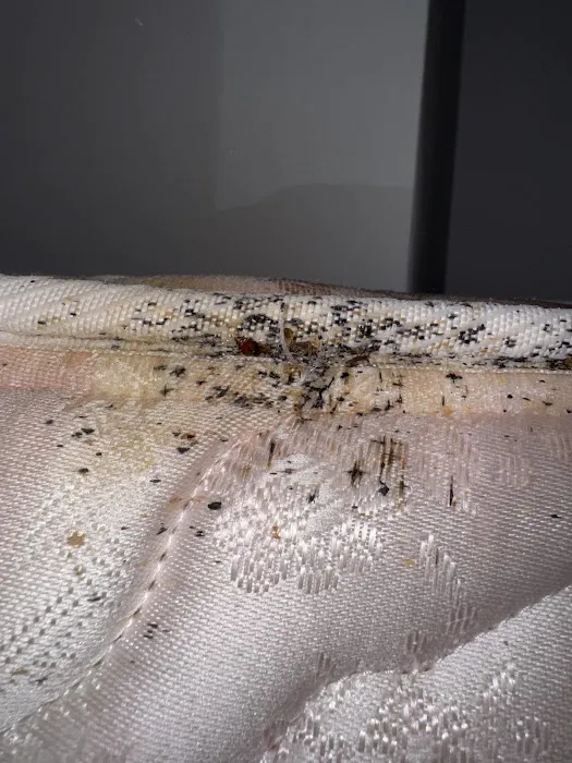 Main Event Pest Solutions Picture 1