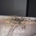 Main Event Pest Solutions
