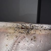 Main Event Pest Solutions ico