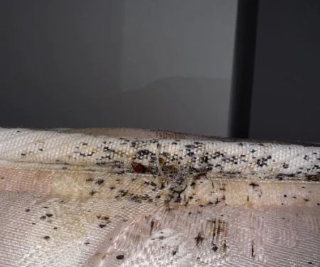 Main Event Pest Solutions