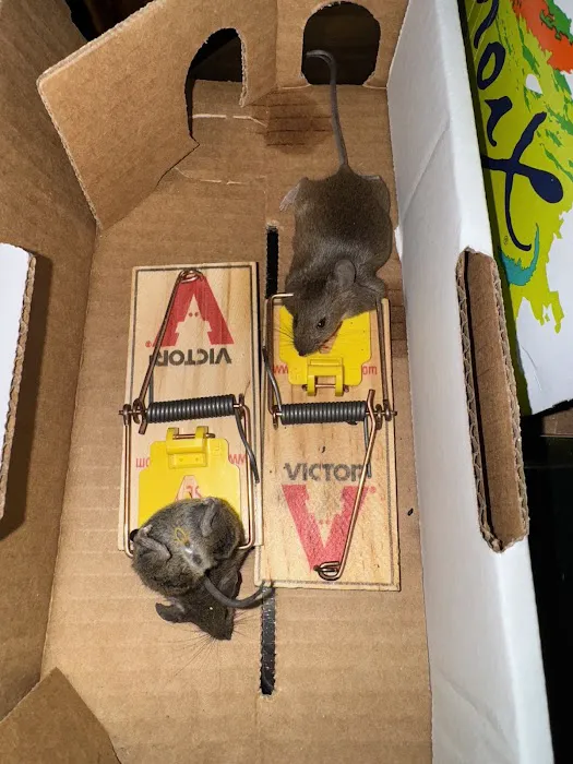 Main Event Pest Solutions Picture 6