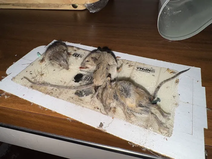 Main Event Pest Solutions Picture 9
