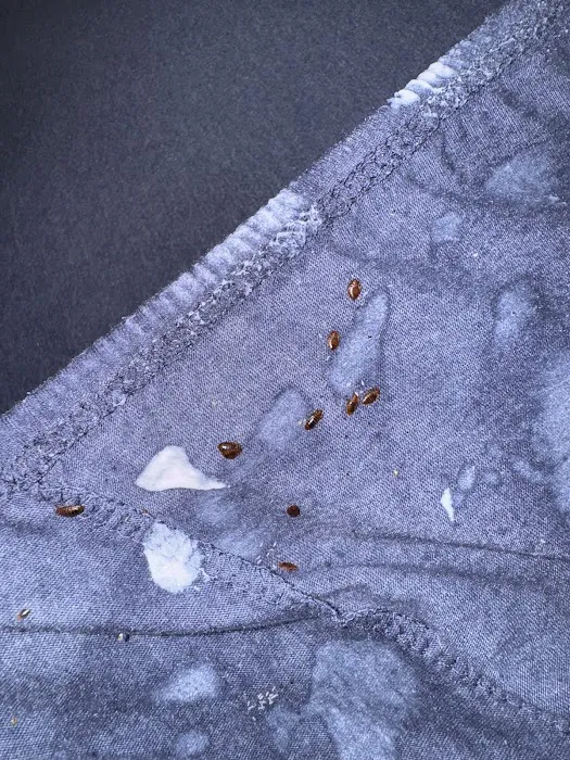 Main Event Pest Solutions Picture 10