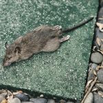 Four Seasons Pest Control