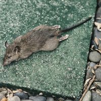 Four Seasons Pest Control ico