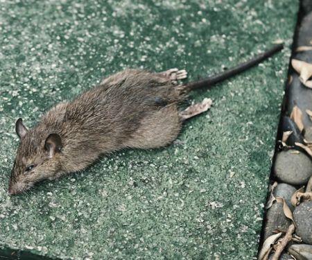 Four Seasons Pest Control