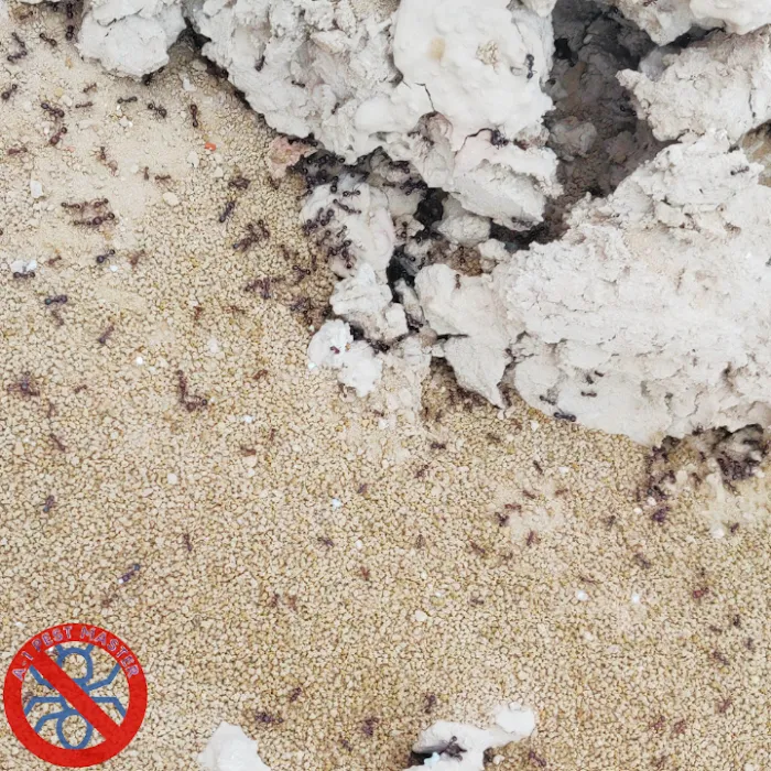 A-1 Pest Master Exterminating Company Inc. Picture 3