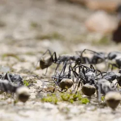 A-1 Pest Master Exterminating Company Inc. Picture 2