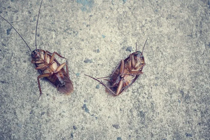 A-1 Pest Master Exterminating Company Inc. Picture 8
