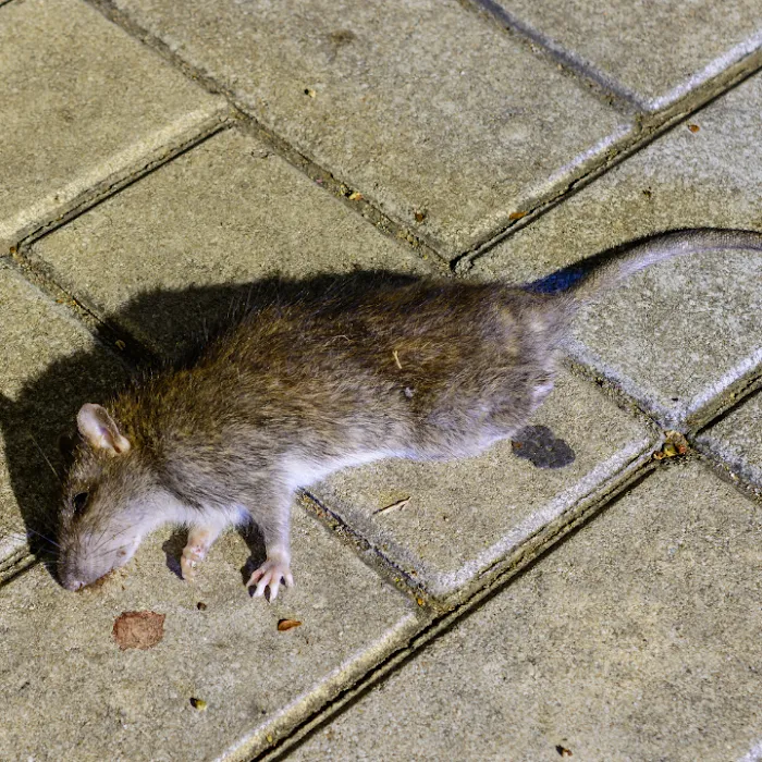 A-1 Pest Master Exterminating Company Inc. Picture 7