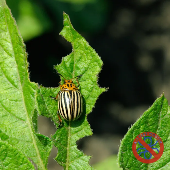 A-1 Pest Master Exterminating Company Inc. Picture 10