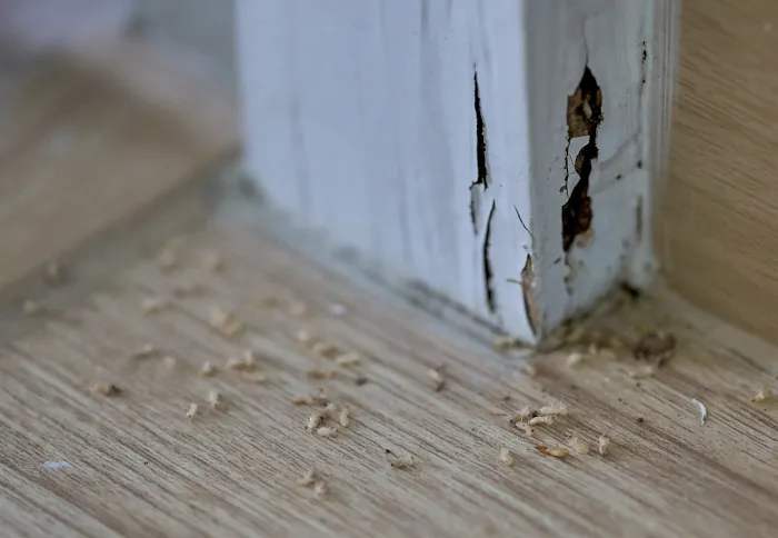 A-1 Pest Master Exterminating Company Inc. Picture 9