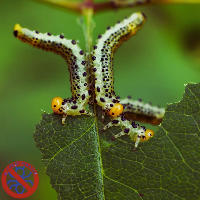 A-1 Pest Master Exterminating Company Inc. Picture 6