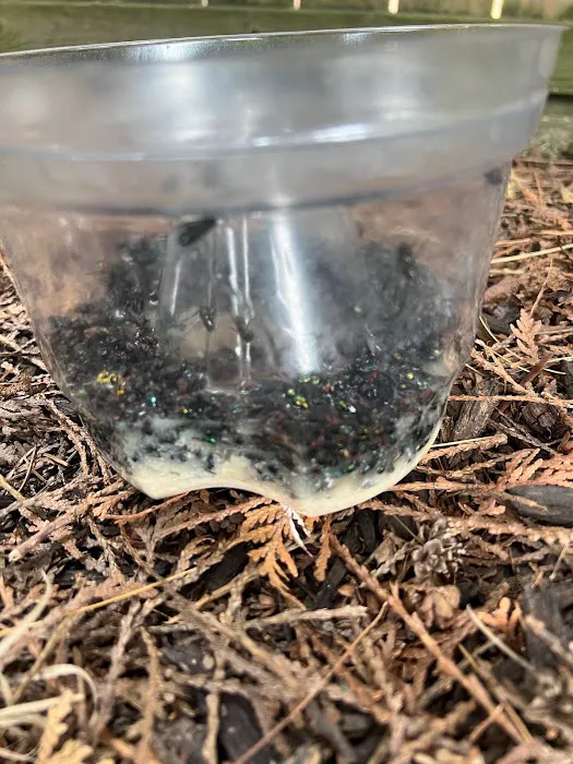 Pest Authority- Grand Haven Picture 4