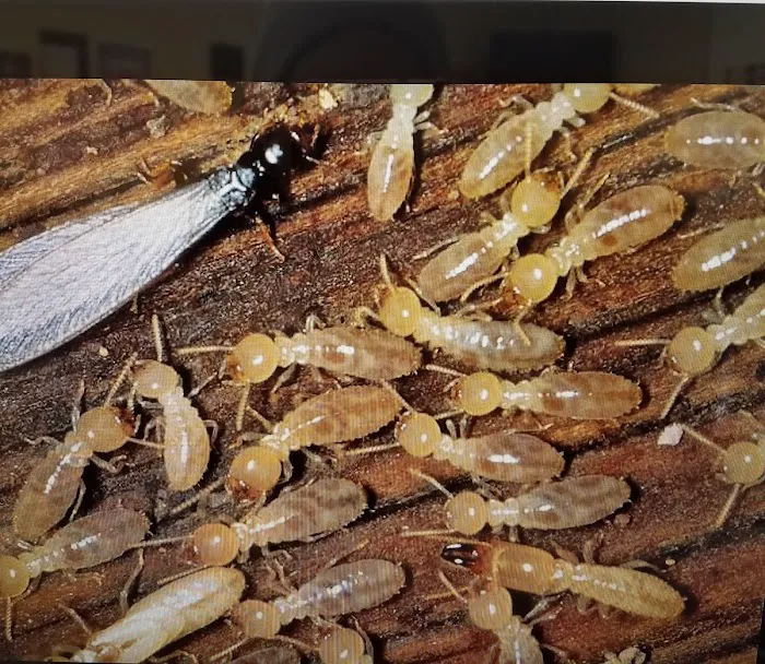 Moerman Pest Control/Michigan Termite Service Inc. Picture 7