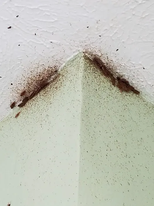 Moerman Pest Control/Michigan Termite Service Inc. Picture 9