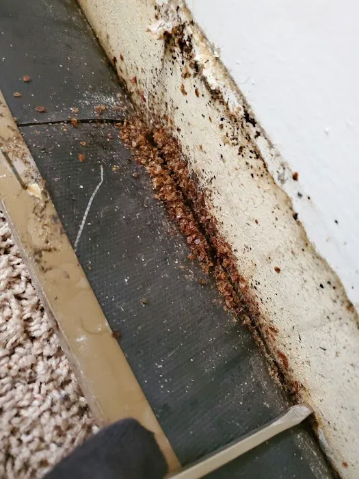 Moerman Pest Control/Michigan Termite Service Inc. Picture 4