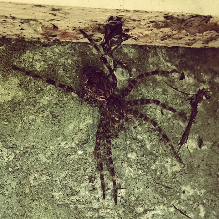 Moerman Pest Control/Michigan Termite Service Inc. Picture 6