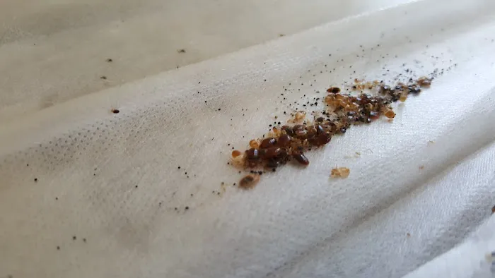 Moerman Pest Control/Michigan Termite Service Inc. Picture 1