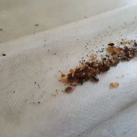Moerman Pest Control/Michigan Termite Service Inc. ico