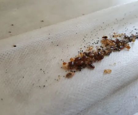 Moerman Pest Control/Michigan Termite Service Inc.