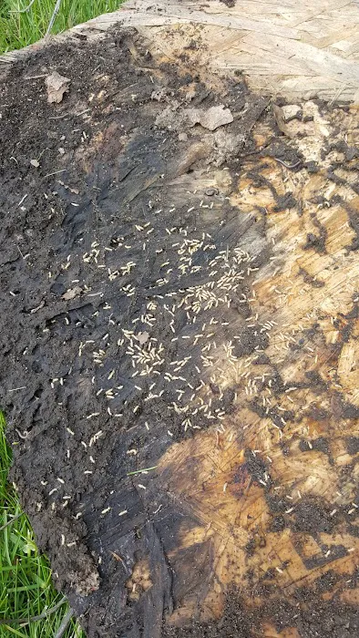 Moerman Pest Control/Michigan Termite Service Inc. Picture 2