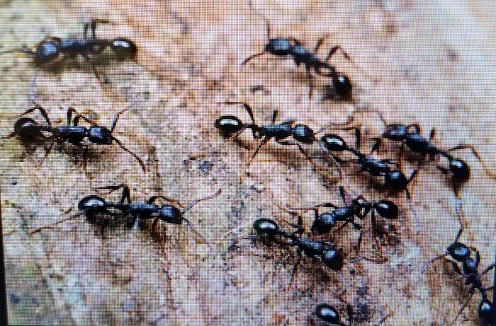 Moerman Pest Control/Michigan Termite Service Inc. Picture 3