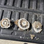 Parshall Pest Control Experts