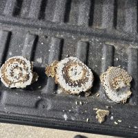 Parshall Pest Control Experts ico