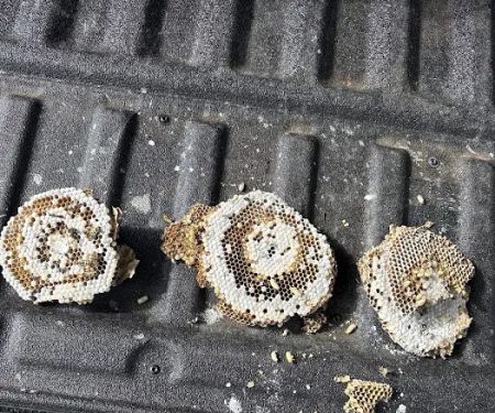 Parshall Pest Control Experts