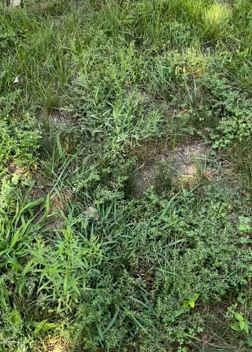 AAA Lawn Care, Inc. Picture 9