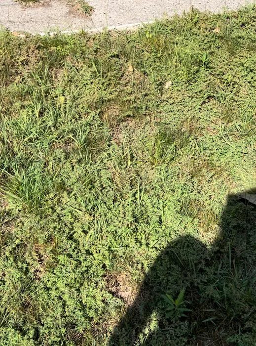 AAA Lawn Care, Inc. Picture 10