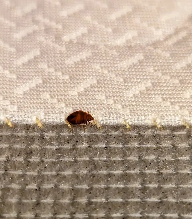 Grand Rapids Pest Control, Inc. Picture 6