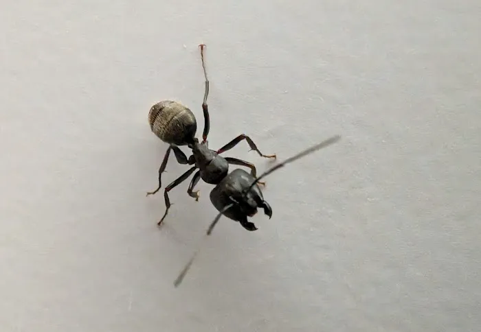 Grand Rapids Pest Control, Inc. Picture 1
