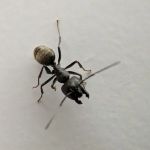 Grand Rapids Pest Control, Inc.