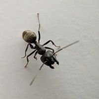 Grand Rapids Pest Control, Inc. ico
