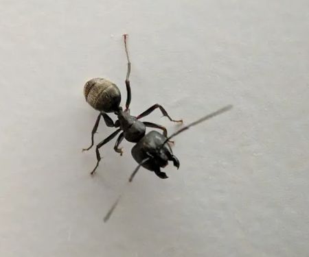 Grand Rapids Pest Control, Inc.