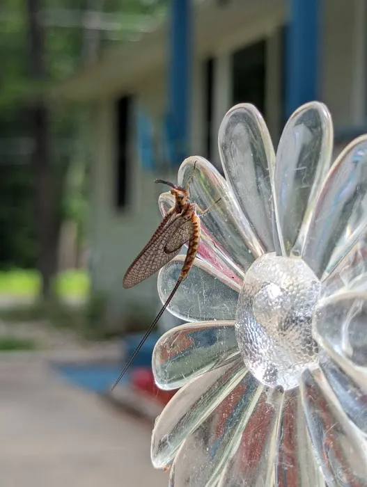 Grand Rapids Pest Control, Inc. Picture 4