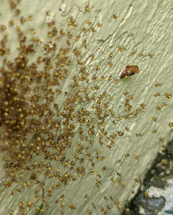 Grand Rapids Pest Control, Inc. Picture 10