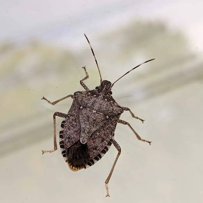Grand Rapids Pest Control, Inc. Picture 9