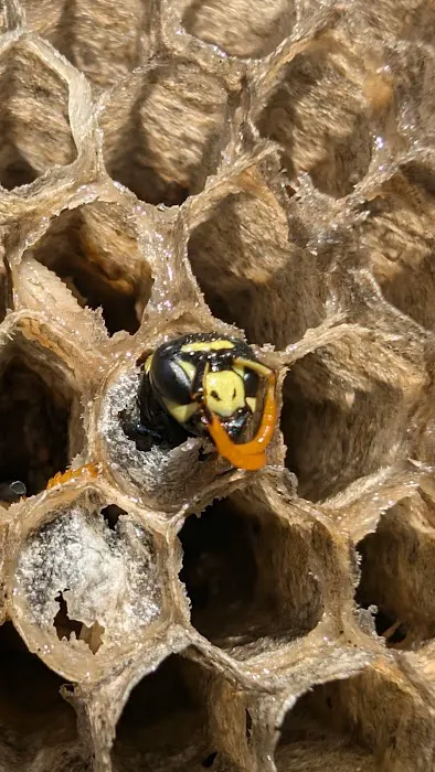 Grand Rapids Pest Control, Inc. Picture 5