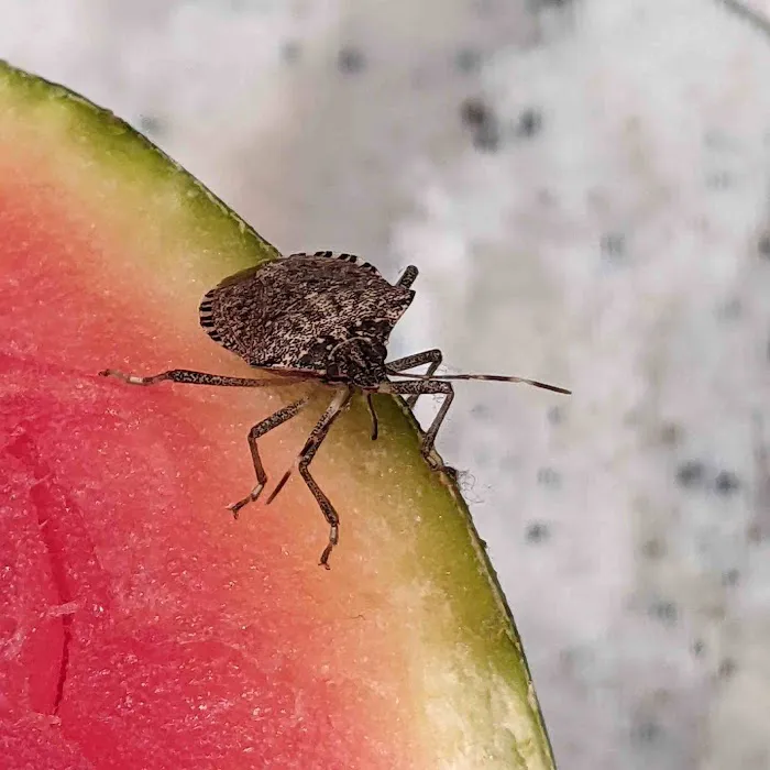 Grand Rapids Pest Control, Inc. Picture 8