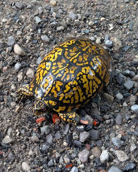 Grand Rapids Pest Control, Inc. Picture 7